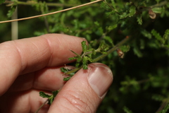 Prostanthera cryptandroides euphrasioides