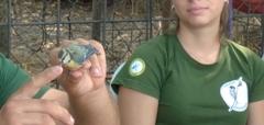 Cyanistes caeruleus