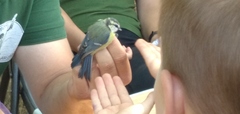 Cyanistes caeruleus