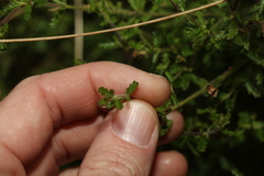 Prostanthera cryptandroides euphrasioides