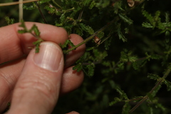 Prostanthera cryptandroides euphrasioides