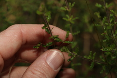 Prostanthera cryptandroides euphrasioides