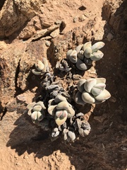 Crassula sericea sericea