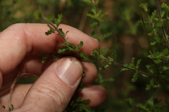 Prostanthera cryptandroides euphrasioides