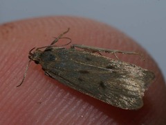 Acompsia subpunctella