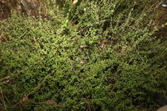 Prostanthera cryptandroides euphrasioides
