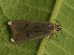 Acompsia subpunctella