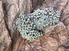 Conophytum jucundum
