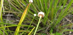 Eriocaulon australe