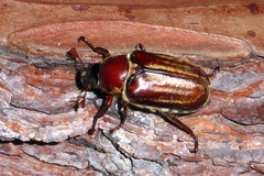 Anoxia matutinalis