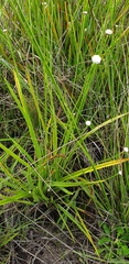 Eriocaulon australe