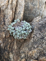 Conophytum stevens-jonesianum