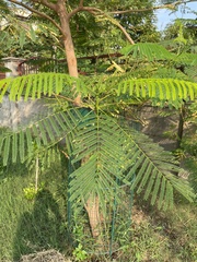 Delonix regia