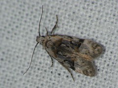 Altenia scriptella