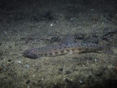 Cobitis taenia
