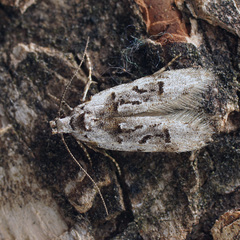 Altenia scriptella