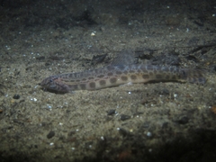 Cobitis taenia