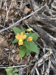 Nemesia williamsonii