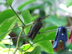 Cynanthus latirostris