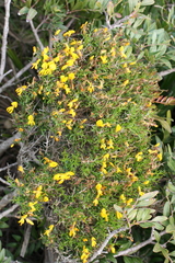 Genista corsica