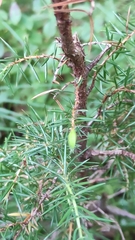 Oligotrophus juniperinus