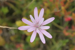 Scorzonera rosea