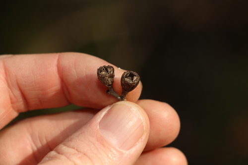 Image of Eucalyptus fibrosa by (c) Greg Tasney, some rights reserved (CC BY-SA)