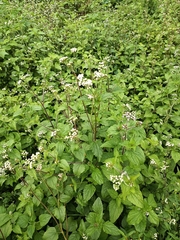 Ageratum