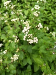 Ageratum