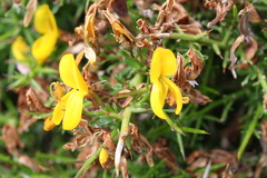 Genista corsica