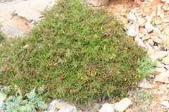 Genista corsica
