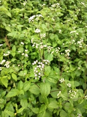 Ageratum