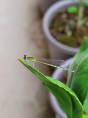 Ischnura asiatica