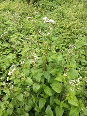 Ageratum