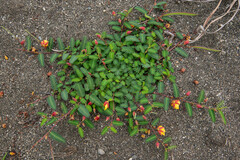 Chamaecrista garambiensis