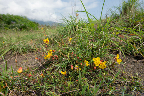 Chamaecrista garambiensis iNat (3)
