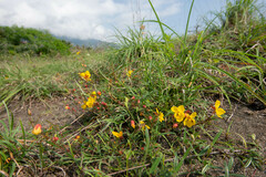 Chamaecrista garambiensis