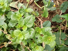 Amaranthaceae