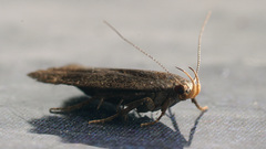 Anacampsis fuscella