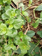 Amaranthaceae