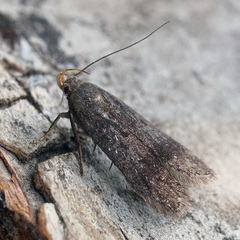 Anacampsis fuscella