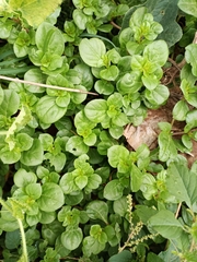 Amaranthaceae