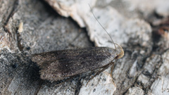 Anacampsis fuscella