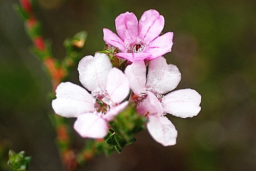 Image of Euchaetis albertiniana by no rights reserved
