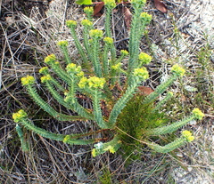 Euphorbia foliosa