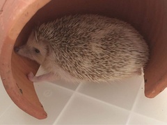 Atelerix