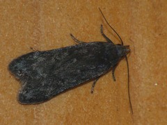Anacampsis populella