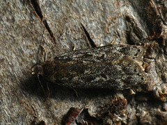 Anacampsis populella