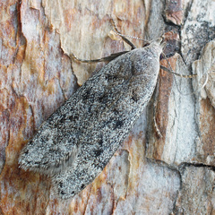 Anacampsis populella