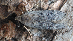 Anacampsis populella
